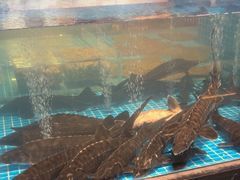 -全聚德烤鸭店(准噶尔路店)