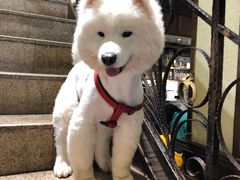 -more than meow吴止猫主题餐厅(承德 中船汇店)