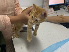 -贝来恩24H动物医院·转诊中心(稻香路店)