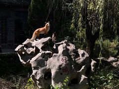 -淄博聊斋城景区