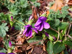 -国家植物园南园