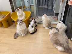 -有喵·猫咖·狗咖·30几只猫10只小狗(岗厦店)