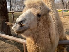 -北京野生动物园