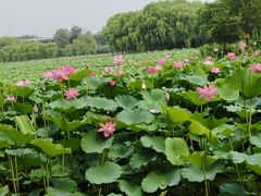 -东郊湿地公园