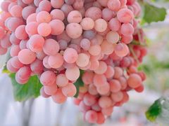 -金谷域澳洲庄园