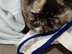 -喵园·猫主题咖啡厅·撸猫·猫咖(国贸店)