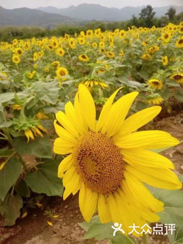 宋庄向日葵园图片 - 第2张