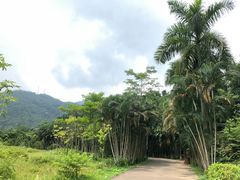 -田心森林公园
