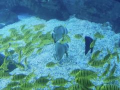 -烟台海昌鲸鲨海洋公园