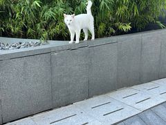 -PETKIT 小佩宠物·德文赛凯猫舍