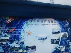 -广东惠东海龟国家级自然保护区