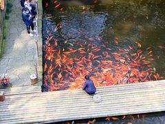 -千岛湖东南湖区