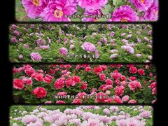 -洛阳市隋唐城遗址植物园