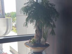 -大拙里·精致融合菜(沙湖桃源国际店)