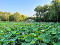 -东升八家郊野公园