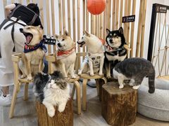 -柴迷FANS CLUB·柴犬狗咖·猫咖