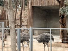 -合肥野生动物园
