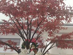 -艾薯夫妇Aysh(福田星河COCOPark店)