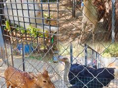 -长白岛森林公园