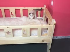 -Bastet sally猫舍购宠(静安店)