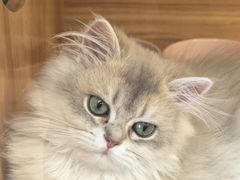 -猫十亿·布偶金渐层·曼基康矮脚猫舍(青年路店)