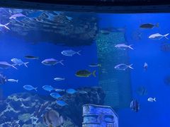 -海合安武汉极地海洋公园