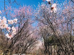 -朝阳公园