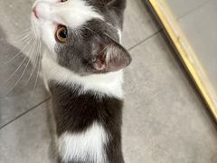 -飞行喵MR PILOT|猫舍·猫咖(静安大融城店)