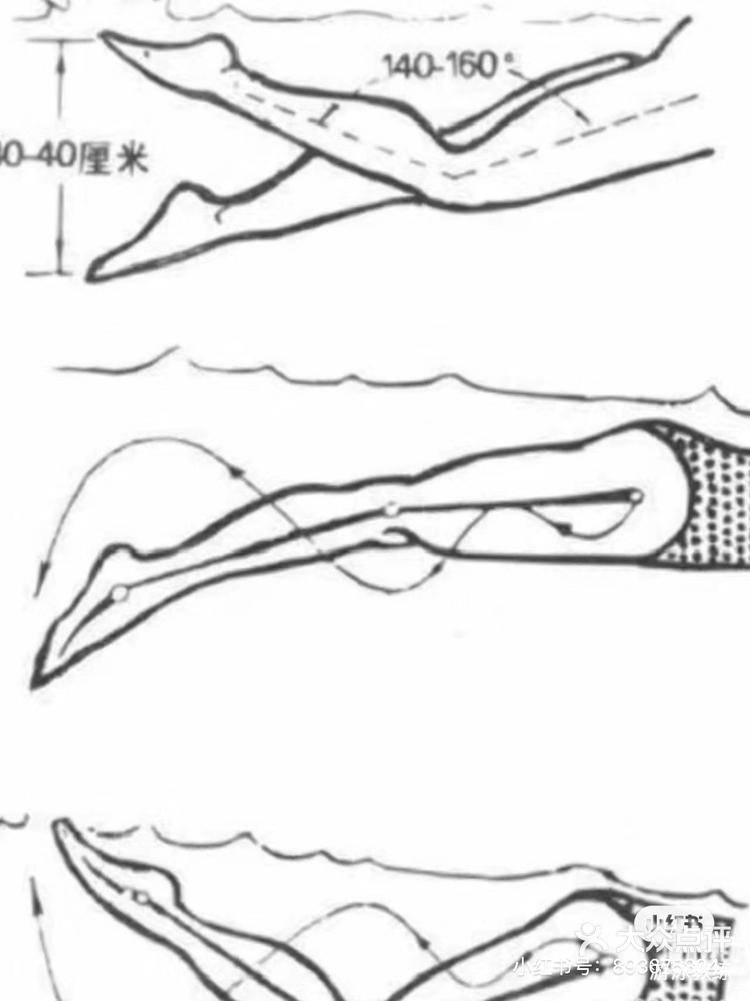 自由泳6次打腿图解图片