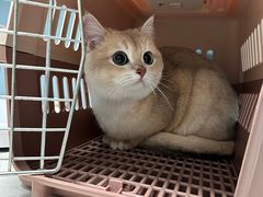 -关爱动物医院·心脏·中兽医·异宠(金牛路分院)