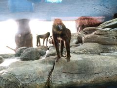 -北京野生动物园