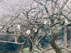 -杭州植物园