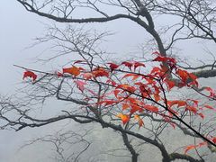 -神农架景区