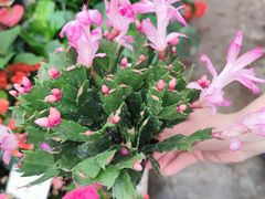 -秦美花卉(天朗·莱茵小城2期店)