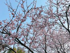 -东升八家郊野公园