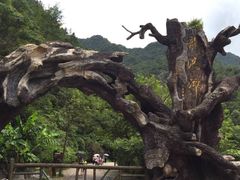 -龙湾潭国家森林公园