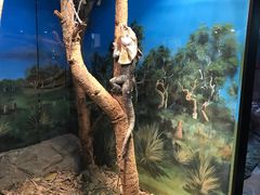 -费瑟代尔野生动物园