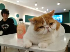 -飞行喵MR PILOT|猫舍·猫咖(静安大融城店)