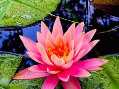 -深圳湾木棉花酒店