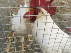 -意大利农场度假村