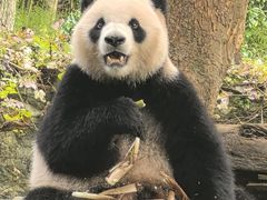 -都江堰中华大熊猫苑