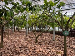 -歌斐颂巧克力小镇