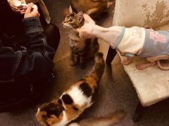 -猫色咖啡·猫咖