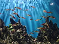 -海合安武汉极地海洋公园