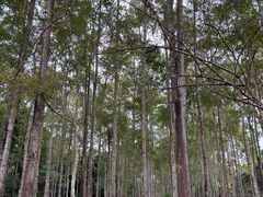 -中国科学院西双版纳热带植物园