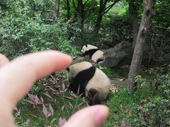 -都江堰中华大熊猫苑
