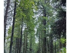 -罗田薄刀峰风景区