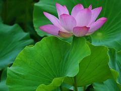 -桤木河湿地公园