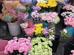 -曲阳花鸟市场(曲阳路店)