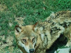 -北京野生动物园